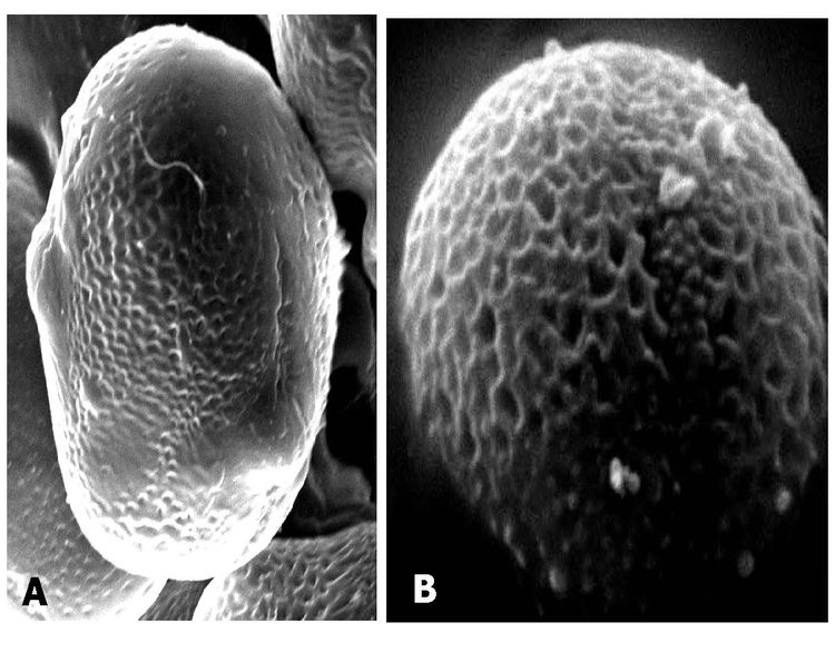 Fig-4.-pollen-grains.jpg