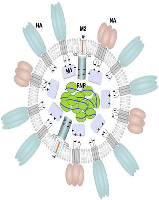 Influenza-virus-1.jpg