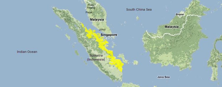 Sumatran-peat-swamp-forests.png