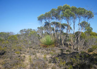 Dudleypeninsulakangislmalleebroombushimgp0597.jpg