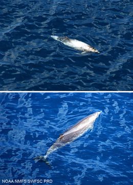 22607 pygmy-beaked-whale-mesoplodon-peruvianus.jpg