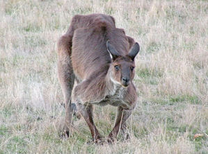 Kangarooislandkangaroodscn1311.jpg