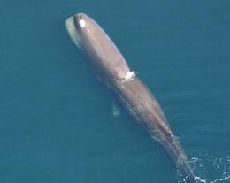 Sperm-whale.jpg