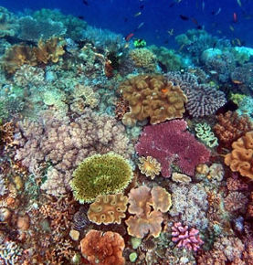 Timor coral reef.jpg