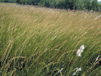 Sideoats-grama-field.jpg