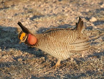 Lesser-prairie-chicken-male.jpg