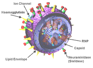 Influenza-virus-structure.png