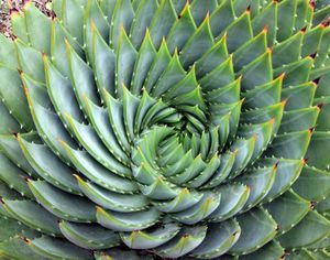 Aloe-polyphylla-spiralarria-belli.jpg