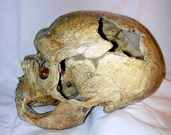 Neandertal skull from la chapelle aux saintsplos.jpg