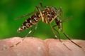 Aedes aegypti female CDC-JamesGathany.jpg