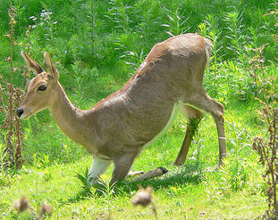 Mtnreedbuckdrakensbergmts2007thurner-hof.jpg