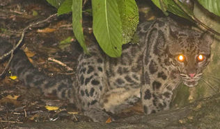 Borneo-clouded-leopard.jpg