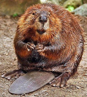 Northamerican-beaver.jpg