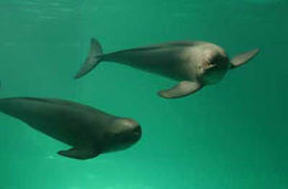 Finlessporpoise3.jpg