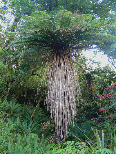 800px-cyathea-smithii-treefern.jpg