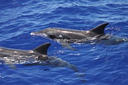 22604 rough-toothed-dolphins-steno-bredanensis.jpg