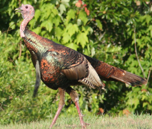 Wildturkeyflorida.PNG