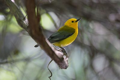 Prothonotary-warbler.jpg