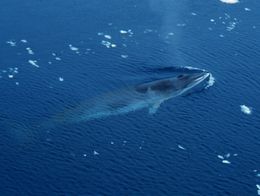 5189 antarctic-minke-whale.jpg