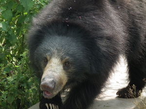 Bear---melursus-ursinus-at-bannerghatta-national-park-8470.jpg