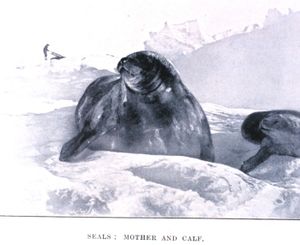 Amundsen - Seals.jpg