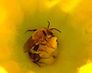 Squash-bee 1 peponapis male.jpg