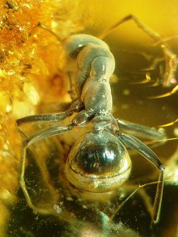 Baltic amber inclusions - ant formicidae-andersldamgaard50mya.jpg
