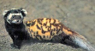 Marbled-polecat.jpg