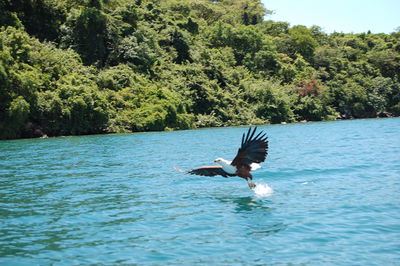 Lake-malawi-fish-eagle.jpg