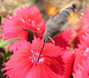 Hummingbird hawkmoth gnu.jpg
