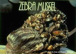 Zebra mussels.jpg.jpeg