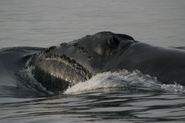 Rightwhale northpacific johndurban-afsc.jpg
