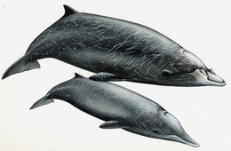 Hubbs' beaked whale. Source: © Wurtz-Artescienza