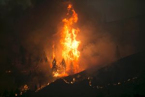 Photo of flames burning trees at night