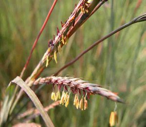 Side-oats-grama-flowers.jpg