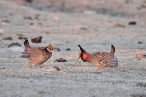 Lesser-prairie-chicken-lek.jpg