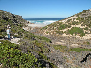 Kangislcoastalscrubflindersdscn1288.jpg