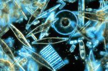 Diatoms.jpg