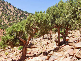 Juniperus-thurifera-africana-imlilgrahamracher.jpg