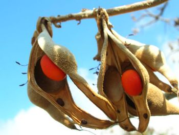Erythrina-sandwichensis-seeds.jpg