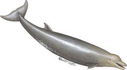 Longman-s-beaked-whale-1.jpg