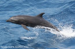 22637 common-bottlenose-dolphin-tursiops-truncatus.jpg