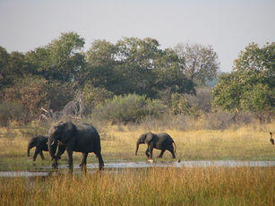 Botswanaelephantsimg-1708.jpg