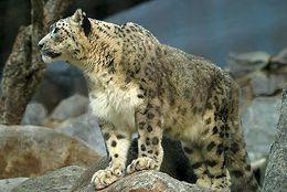 Snow-leopard.jpg