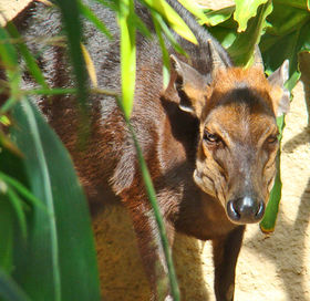 Blackduiker.jpg