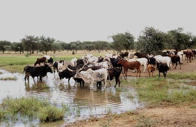 800px-cattle-mare-de-kissi.jpg