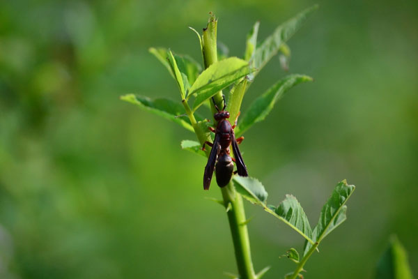 image of wasp