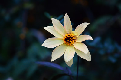 image of flower at 400px wide