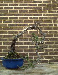 [Bonsai picture]