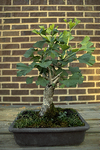 [Bonsai picture]